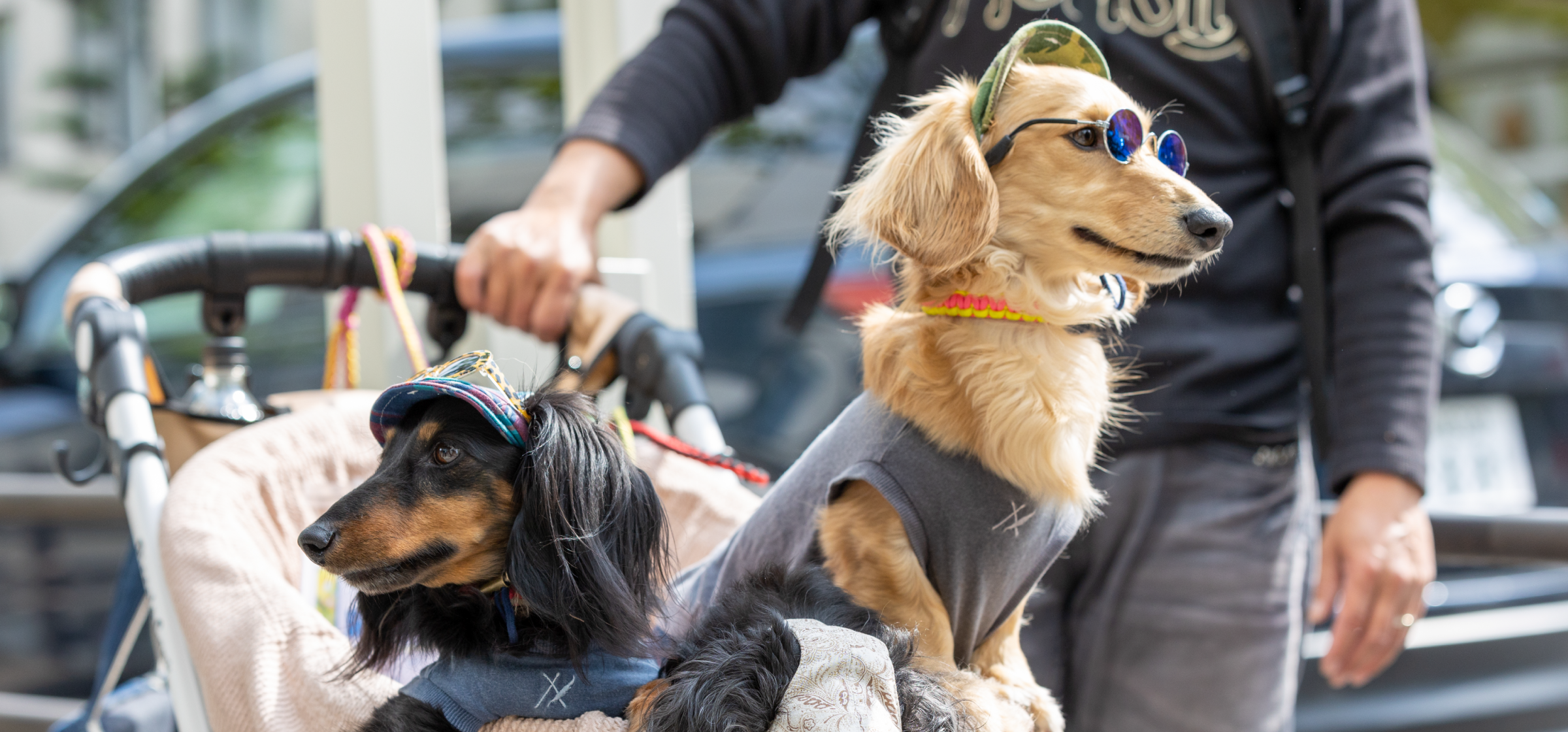 わんワンダーフェスで、愛犬と共に笑顔あふれるひとときを！