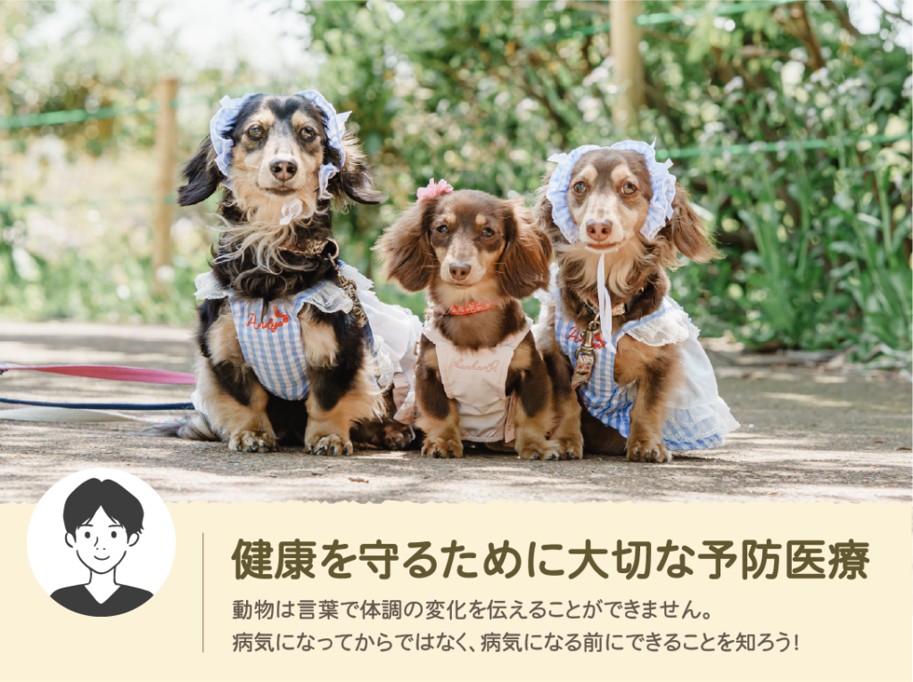 おかまつ動物病院【獣医師岳先生のベテナリー日記】2026年S...